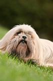 LHASSA APSO 182
